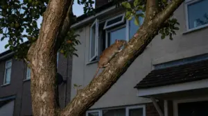 Topo che si arrampica sul tronco di un albero vicino a una finestra aperta di una casa