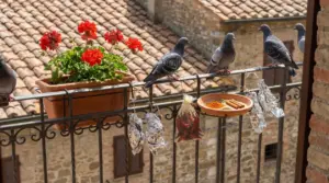 Piccioni sul corrimano del balcone accanto a vasi e rimedi naturali come alluminio e spezie