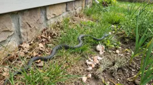 Serpente nel giardino vicino al muro di casa, tra erba alta e aiuola