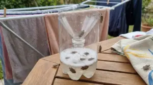 Trappola fai da te per cimici con due bottiglie di plastica e liquido, vicino a stendino con bucato