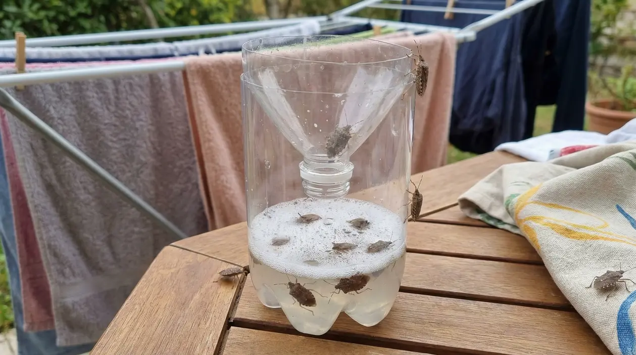 Trappola fai da te per cimici con due bottiglie di plastica e liquido, vicino a stendino con bucato